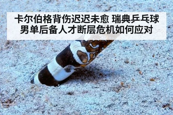 卡尔伯格背伤迟迟未愈 瑞典乒乓球男单后备人才断层危机如何应对